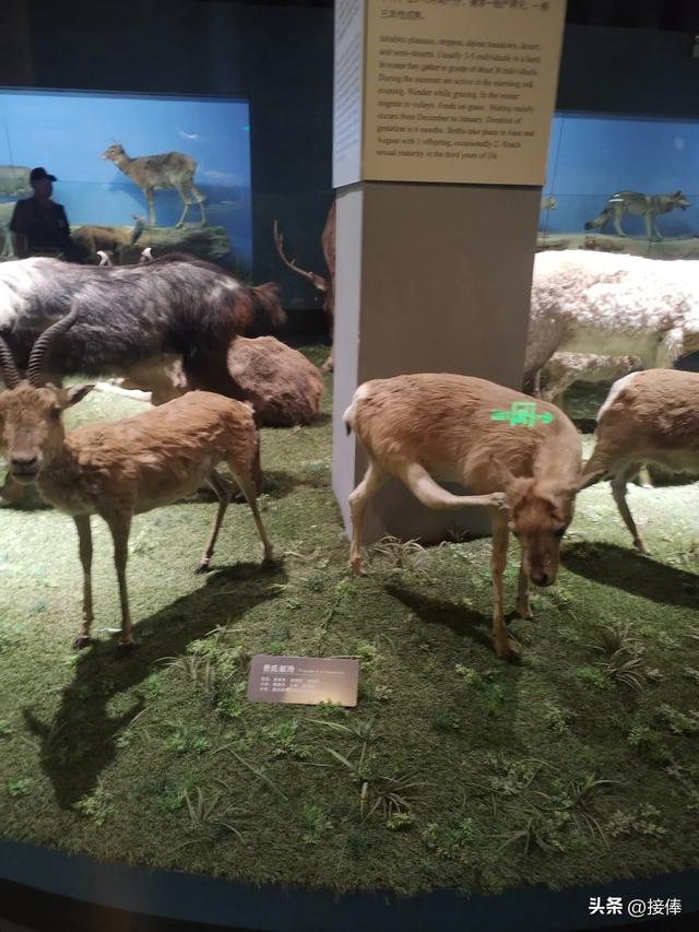张传禄||聆听自然的史诗——青藏高原自然博物馆参观记