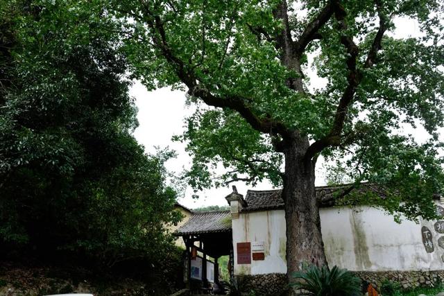 找到了浙江版“大鱼海棠”，人少景美饭好吃！