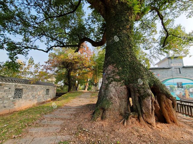 樟荫映丹心 黄埔铸英魂——熊雄故居观后感