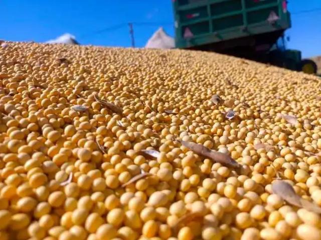 巴西大豆坐地起价？对华报价疯涨，中国买家集体停购：等两个时机