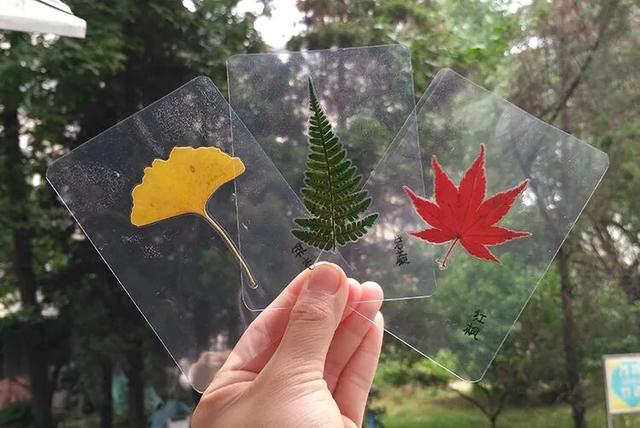 十一月二日，2025年第十七届枣庄市抱犊崮红叶季将盛大启动！