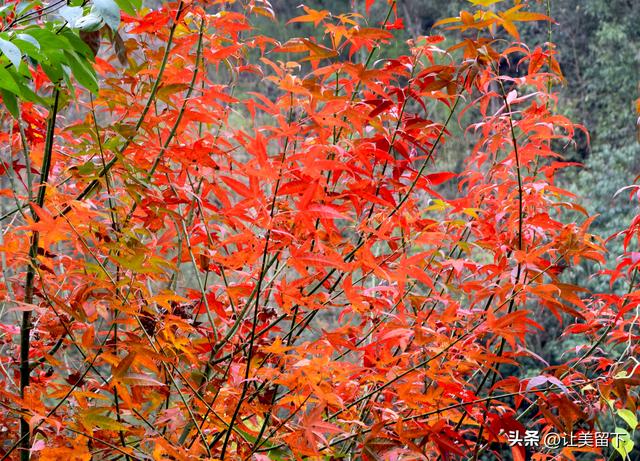 一条路，落叶无迹——贵州冬日风光