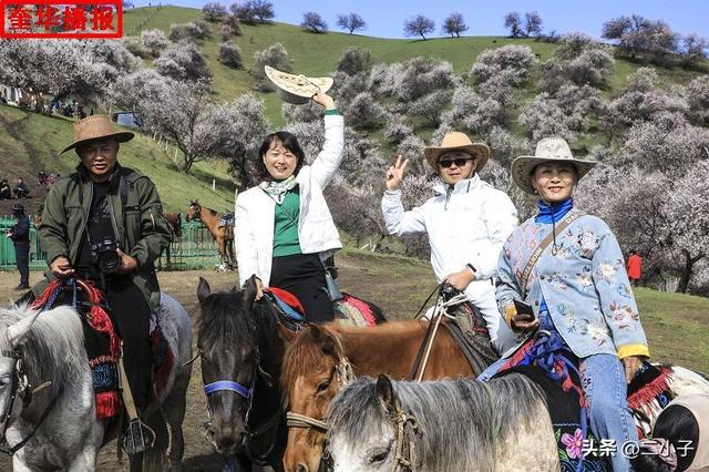 新疆伊犁：那拉提杏花绽放在山谷