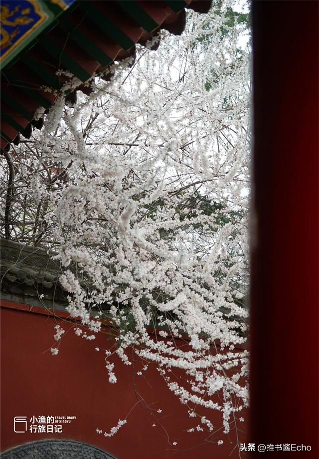 地铁直达！西安“顶流”山桃花，花开成瀑！这才是长安最美春天！