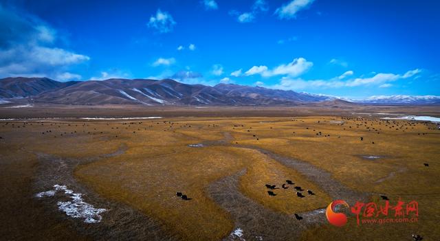 陇拍客丨玛曲：冬日湿地白鹭翩跹生态美