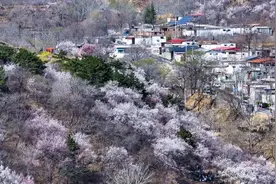 万亩杏花海+10个特色打卡点！石家庄这个春日限定秘境藏不住了图片