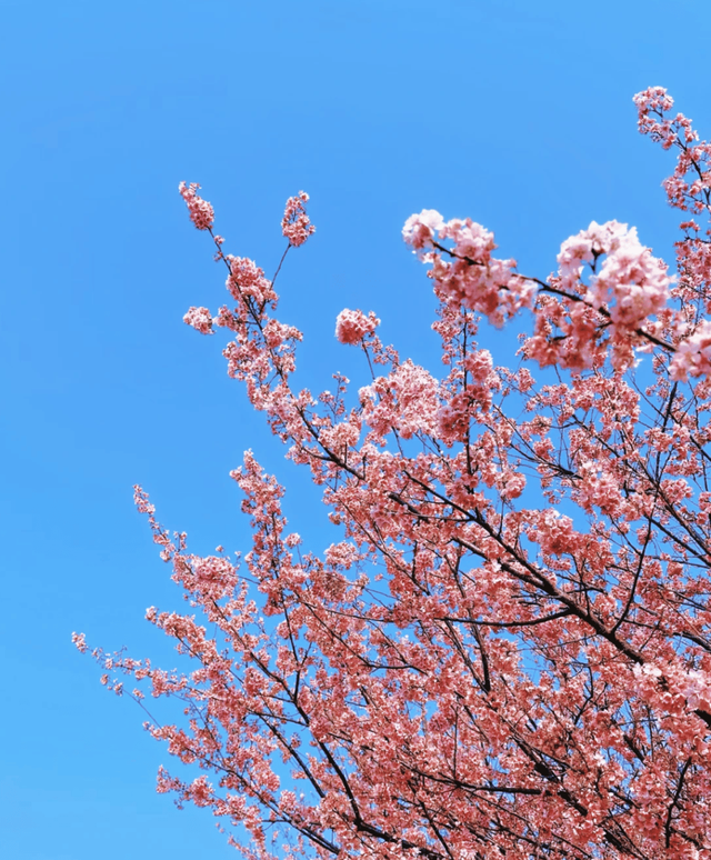 贵阳周边惊现20公里“粉色长廊”，拍照太出片了！人少，还免费~