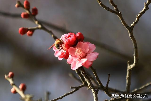 冬日“梅”景，真美！