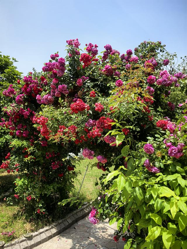 立冬桂晚，秋韵未阑