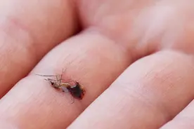 冬天了怎么还有这么多蚊子？做好这些避免蚊子骚扰图片