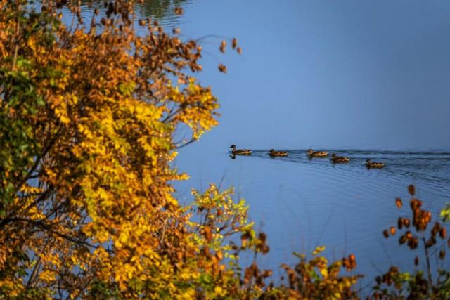 发现丰台之美 | 秋末冬初 落叶静美🧡