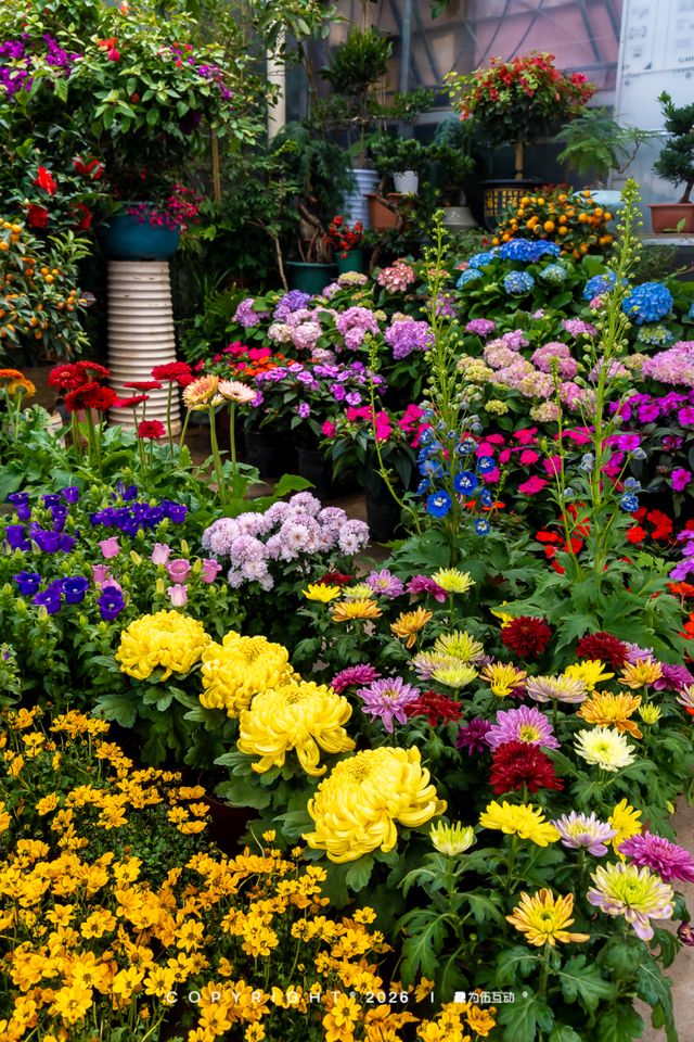“马”上逛花街！珠海20年老花市焕新登场，新春打卡攻略速收！