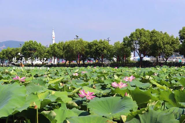 浙江宁波这片花海不仅变身荷塘，还新增许多游乐项目，太值得游玩