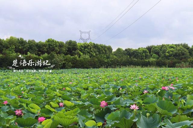 浙江宁波小浃江畔的乡村，百亩荷塘成为热门风景，被誉为田园牧歌