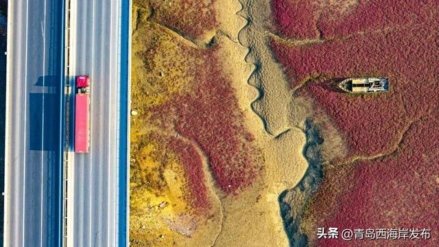 实拍大片！西海岸这片红海滩太红红红红了