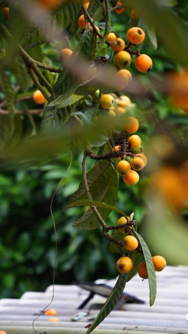 安康竹园小区：一方绿意四季如画，自然与人文之美