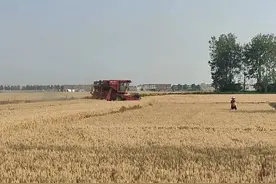 跨区收割机手自述：一小时能收10亩地，有地块每亩低至35元，中午基本不吃饭图片