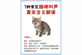 7种常见猫叫声含义，一大半人都不知道！图片