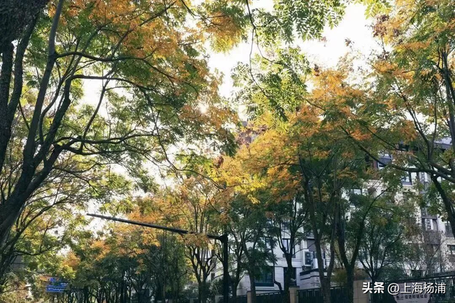 杨浦“赏秋地图”来啦！拿好→出发！