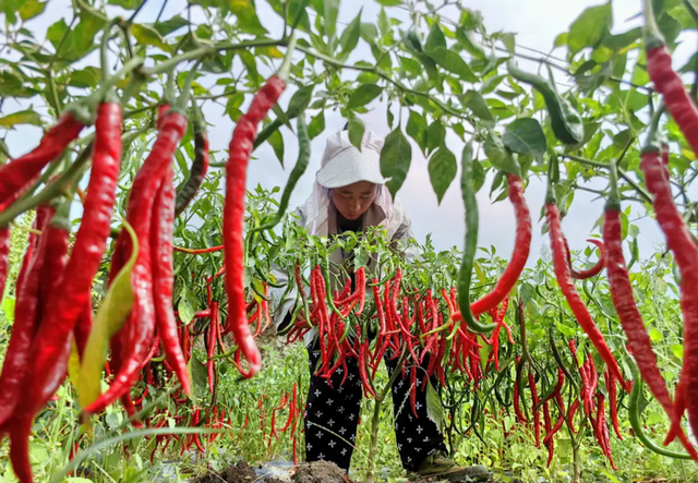 抢购潮席卷到菜市场，从白菜转战到辣椒，市民跟风忙抢购