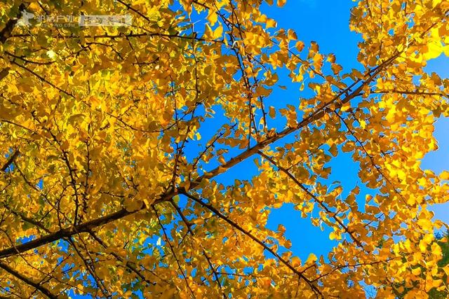 11月的云南腾冲,3000株银杏迎来黄金观赏期,美成人间仙境!