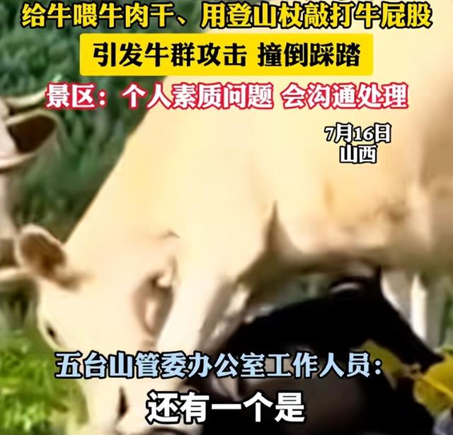 真相大白！男子遭牛群踩踏，不是因为挑逗，知情人透露 目标不是人