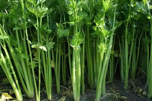 黑豆是血压的"杀手"？医生警告：如果不想血压飙升，这5物要多吃