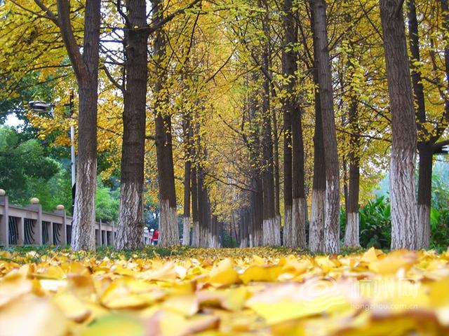 “深秋多巴胺”上新！ 在家门口遛弯就能邂逅莫奈限定版河道美景
