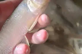 动物类英语词汇图片