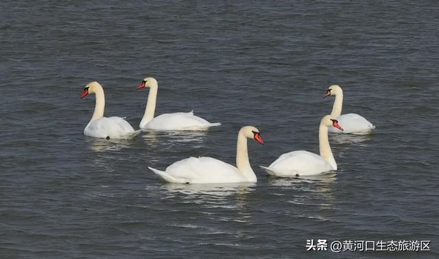 【马力全开贺新春】腊八情浓 黄河口生态旅游区 陪你一起欢乐过佳节！