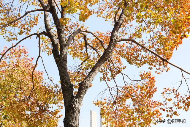 上海：闵行“小外滩”的乌桕“换妆”秋意浓错过成“遗憾”