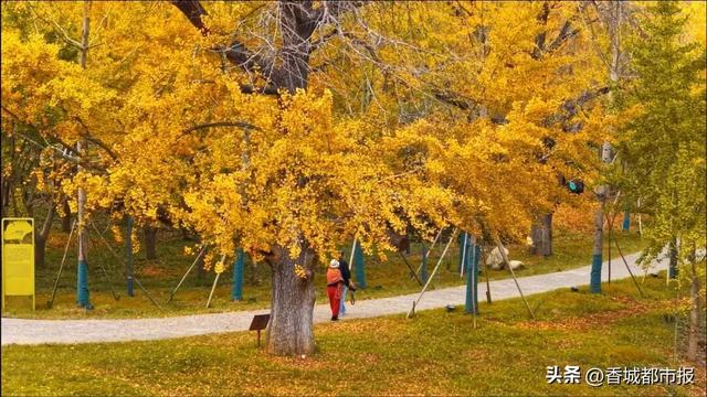 文旅融合绽新颜 | 千年银杏谷激活旅游发展新动能