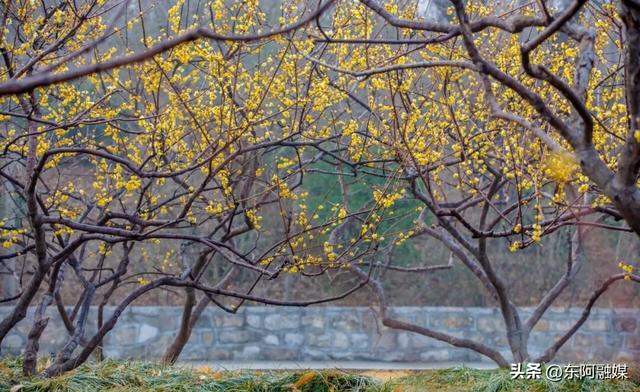 山东的第一波蜡梅开啦！快来邂逅这份冬日限定的浪漫
