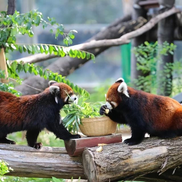 山东有自己的“疯狂动物城”！