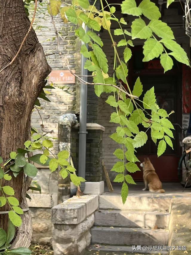 俺那天进齐鲁大学里面来了一场时空旅行（山东大学趵突泉校区）