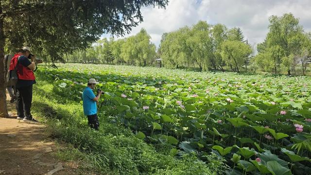 集贤县安邦河国家湿地公园荷花季游园活动启幕