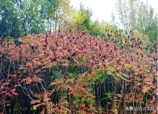 别错过！石家庄市城区赏秋最全指南，来啦→