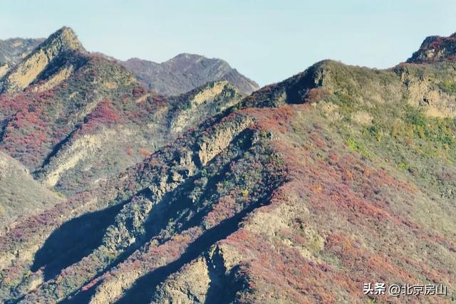 从“初见”到“浓烈”！坡峰岭红叶全景时间表■■■□□□□