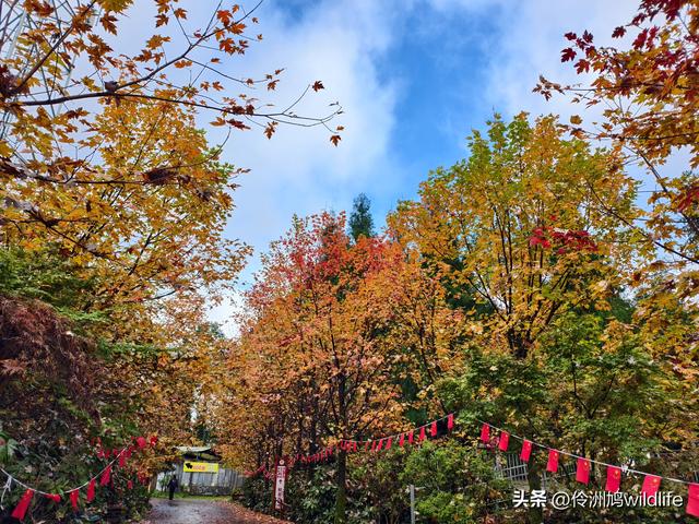 四川行(73)什邡红枫岭徒步到钟鼎寺