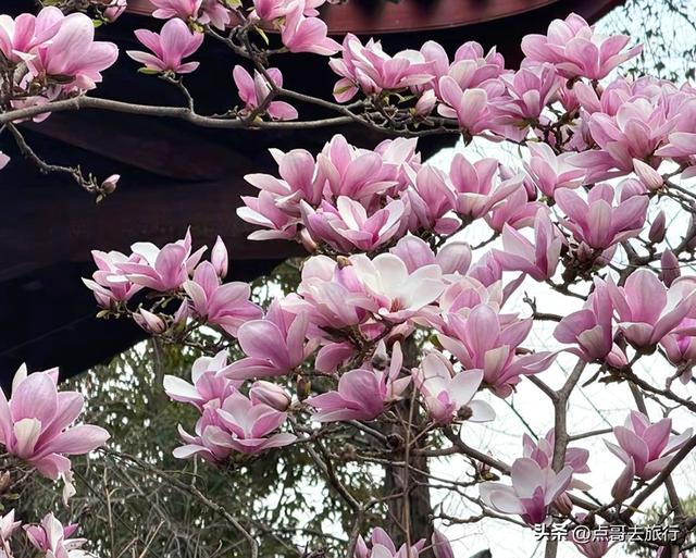 成都寺庙最美玉兰花开了，红墙青瓦，惊艳唯美，这3处不要门票！