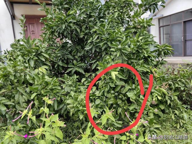 这个新村美得不像话！离上海只有一小时车程，去了还想去！