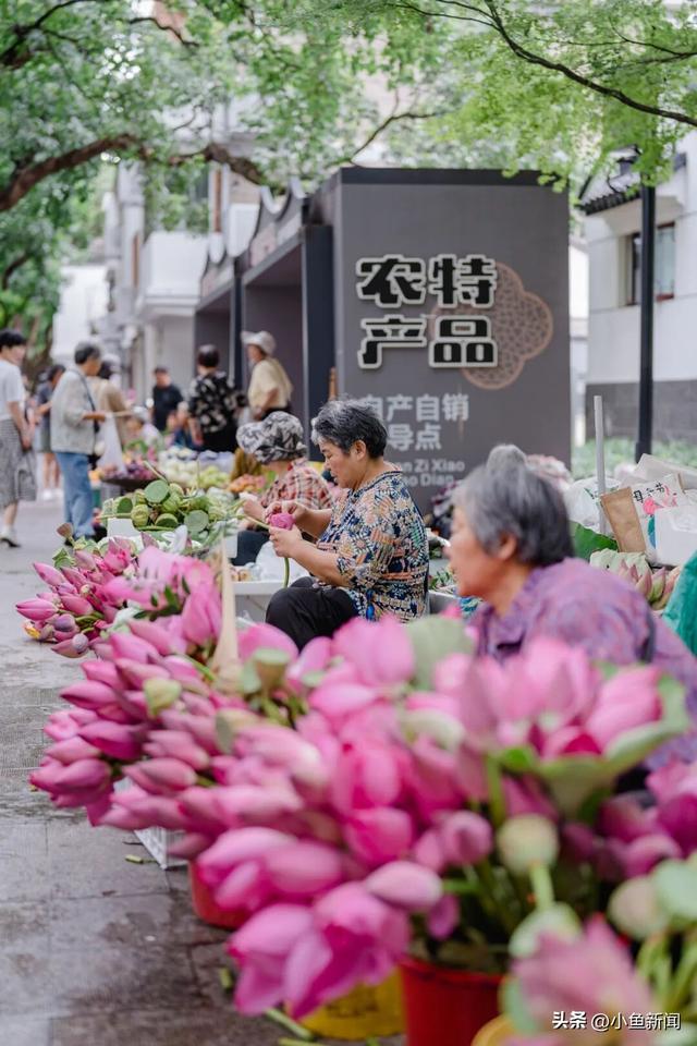 人气超旺！“荷花市集”再获关注