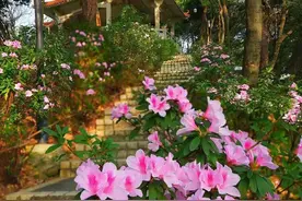 错过等一年！广州这些“花花世界”藏不住了图片