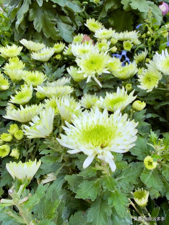 重阳节，上海赏秋之美