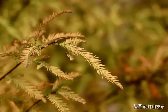 看完你的 看你的，坪山这片格桑花海承包你的秋日治愈感！