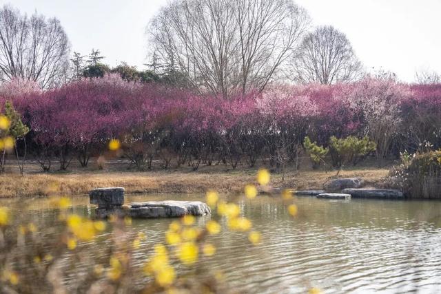 赴太白湖新区，邂逅济宁第一抹春色