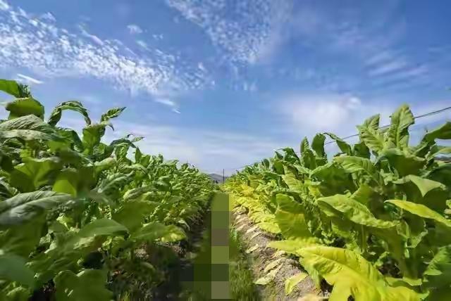 太炸裂了：12月5号国务院牵头整顿烟草涨价，以后买烟更实惠