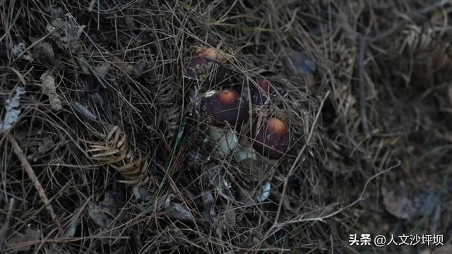 周末，来沙坪坝采“野味”呀~（附宝藏民宿/营地清单）