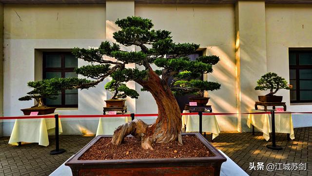 中山公园的秋，是写给武汉的一首诗