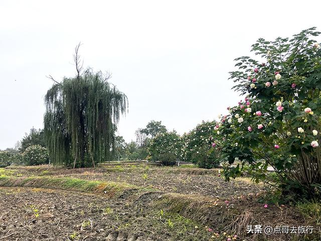 成都市区最美芙蓉花，王者风范，植物迷宫更是惊艳，不要门票！